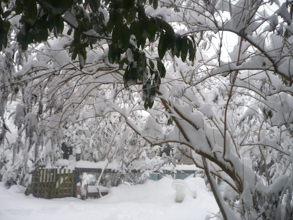 England cold photo: Le Snowy Tree P1000845.jpg