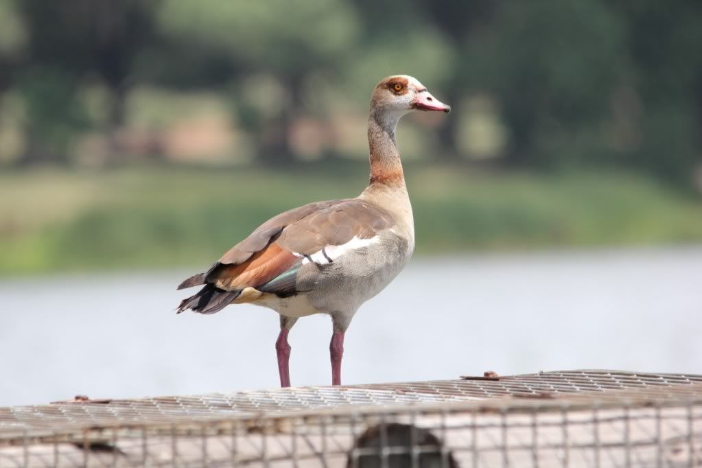 Brakpan Dam