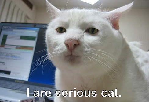serious_cat.jpg