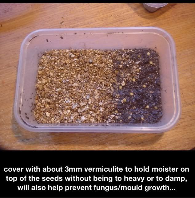 Chilli seed germination guide Ethnobotany The Corroboree