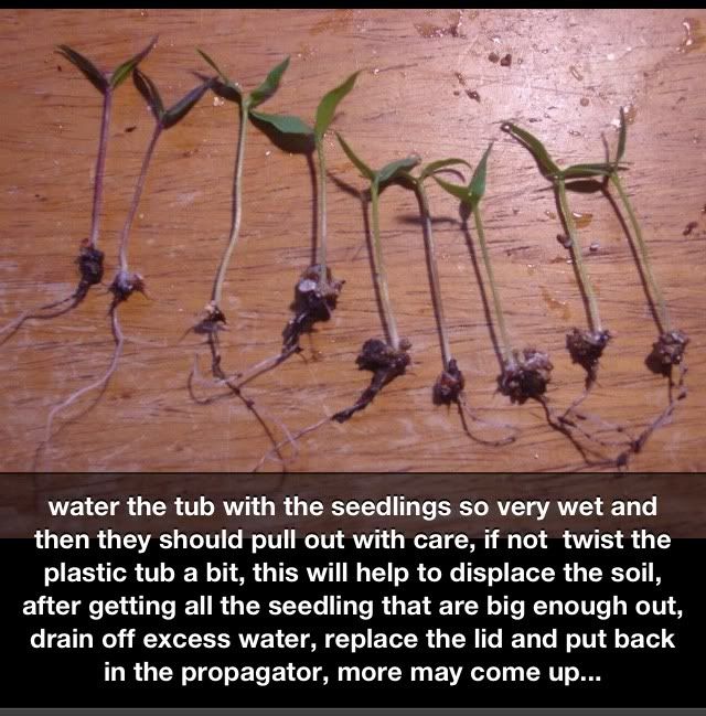 Chilli seed germination guide Ethnobotany The Corroboree