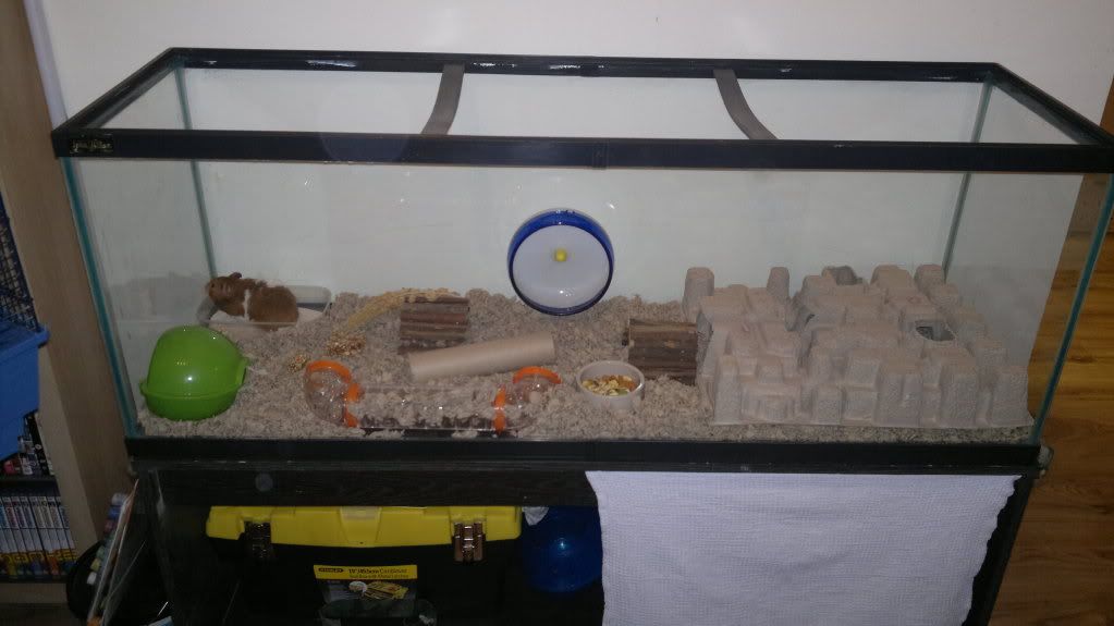 Glass Tank Cages Hamster Central