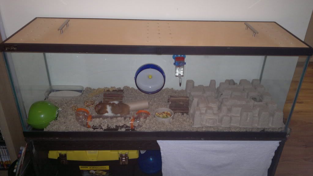 Glass Tank Cages Hamster Central
