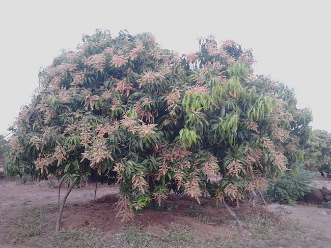 Mango Tree Bloom