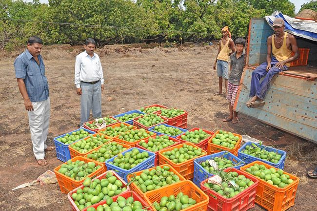 Harvested Mango Crates