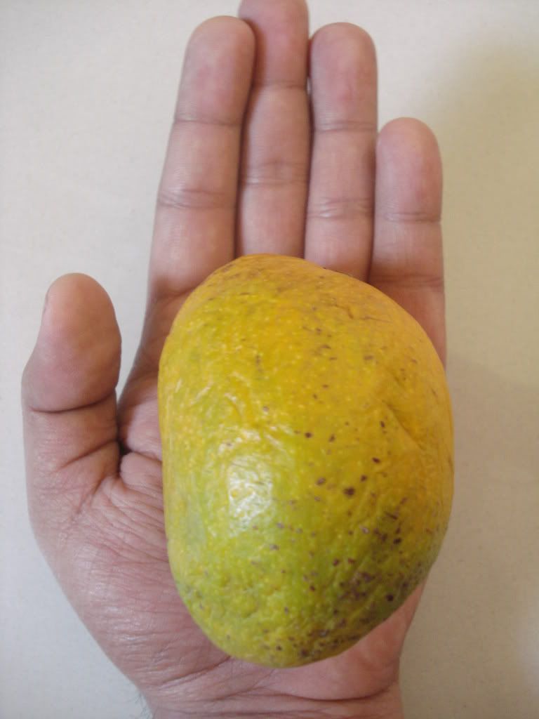 Devgad Alphonso Mango