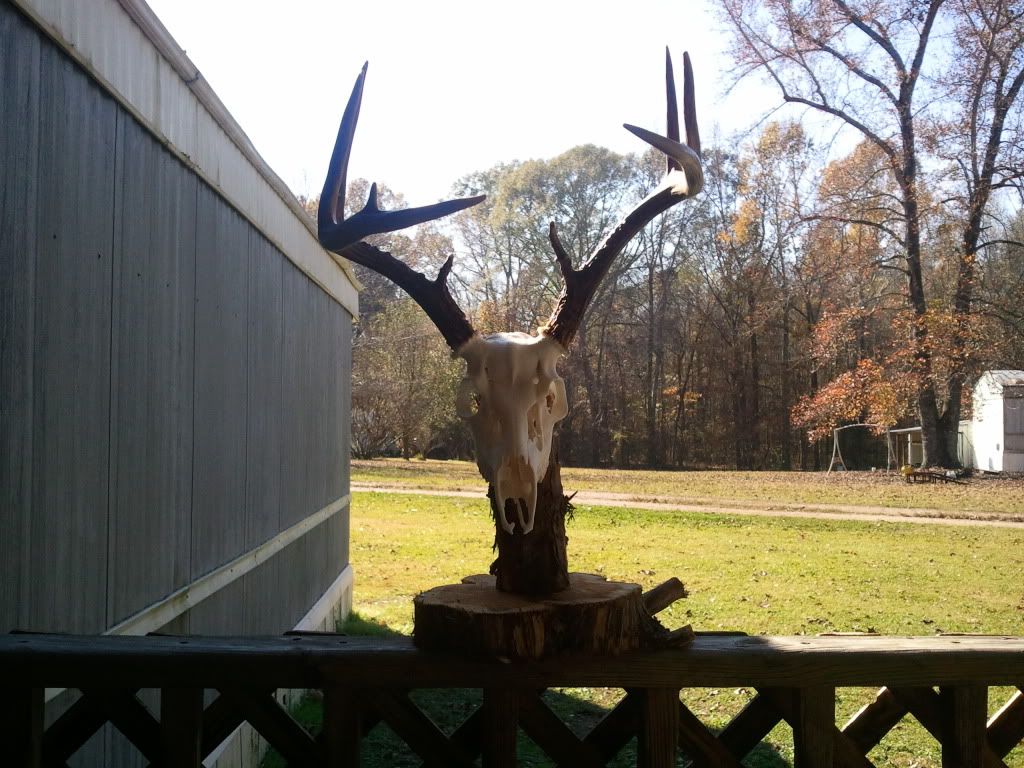 european mounts Mississippi Hunting and Fishing Forums