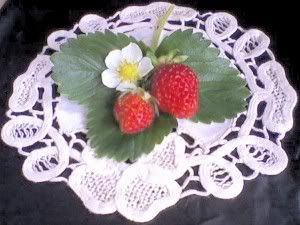 Strawberry Plants Pictures, Images and Photos