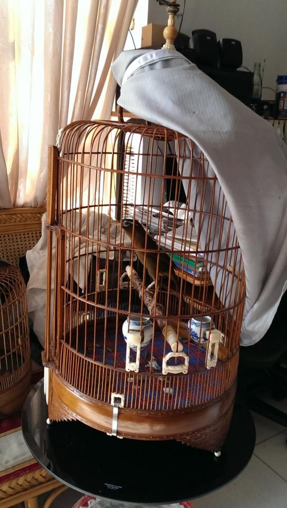 Mi mẫu đá, xoè đuôi, dáng khủng long - 2