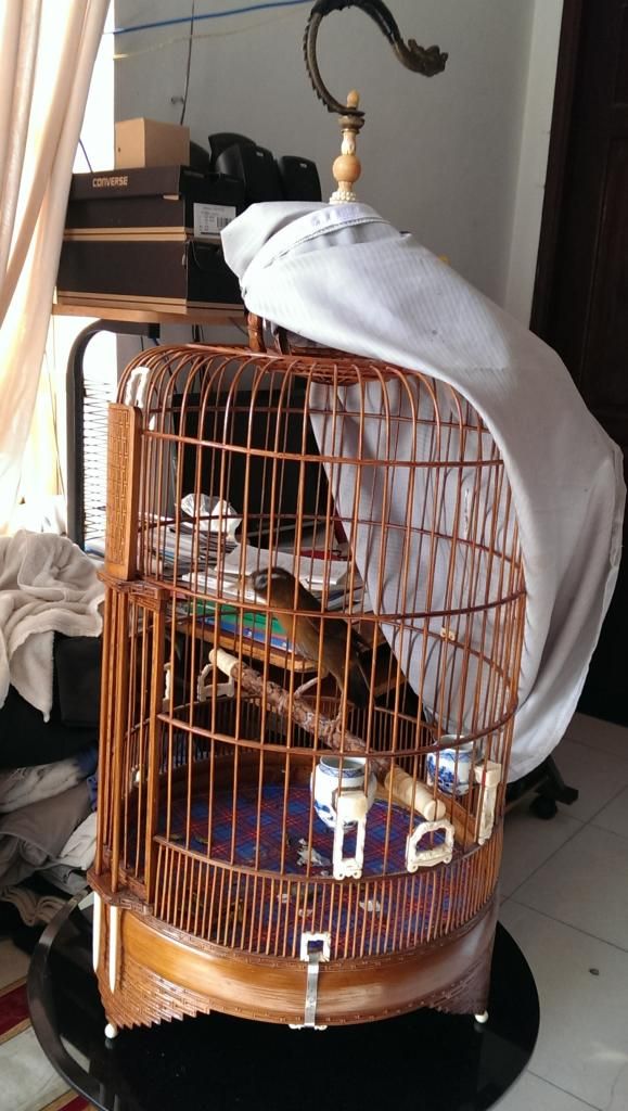 Mi mẫu đá, xoè đuôi, dáng khủng long - 1