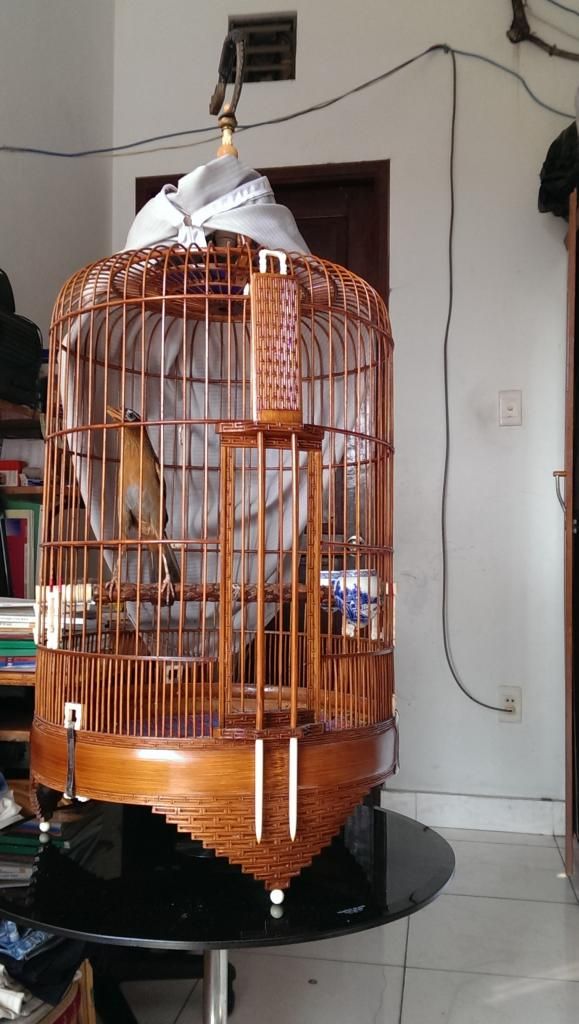 Mi mẫu đá, xoè đuôi, dáng khủng long