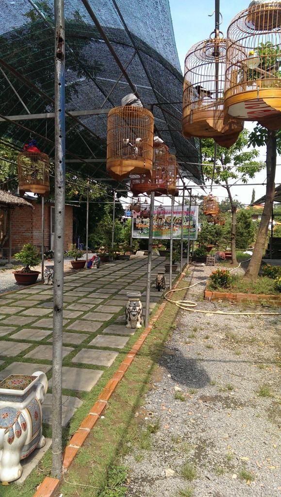 Thông báo: Thi chim hoạ mi - choè than hót lần thứ 8 - 1