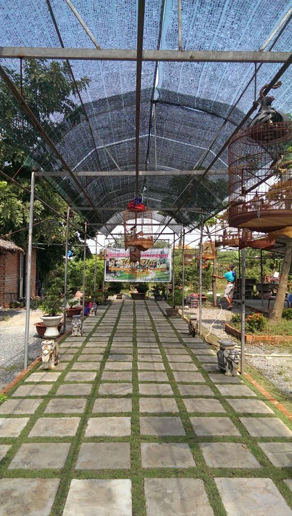 Thông báo: Thi chim hoạ mi - choè than hót lần thứ 8