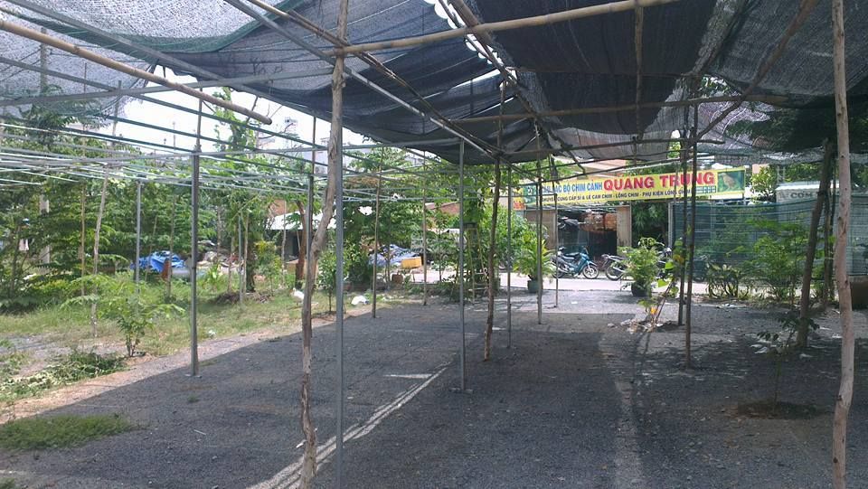 Thi chào mào - 28/06/2015 (chủ nhật)  - câu lạc bộ chim cảnh Quang trung tổ chức - 2