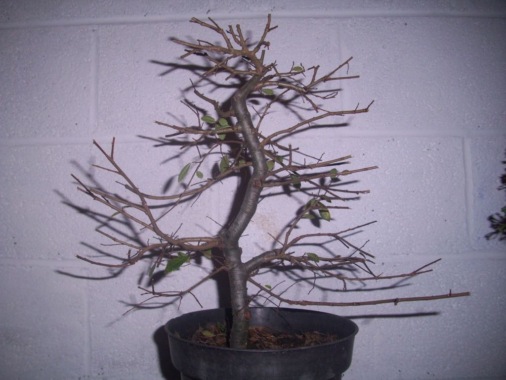 Wee Trees Bonsai Help Forum Advice for all • View topic Better elm pictures so you can help D