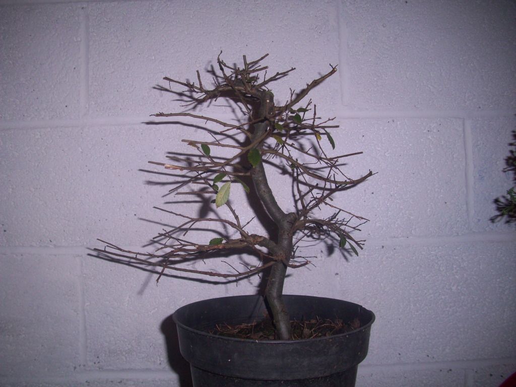 Wee Trees Bonsai Help Forum Advice for all • View topic Better elm pictures so you can help D