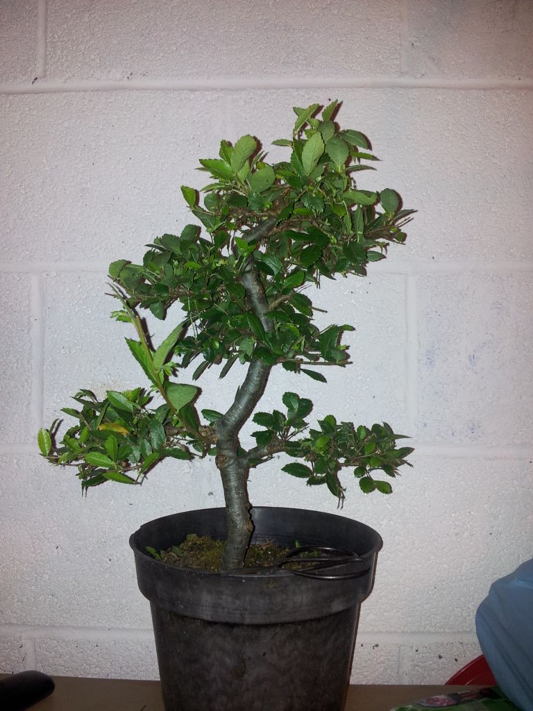 Wee Trees Bonsai Help Forum Advice for all • View topic Better elm pictures so you can help D