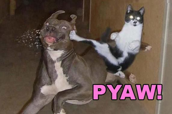 cat-and-dog-funny-meme-pyaw-Favim.com-10