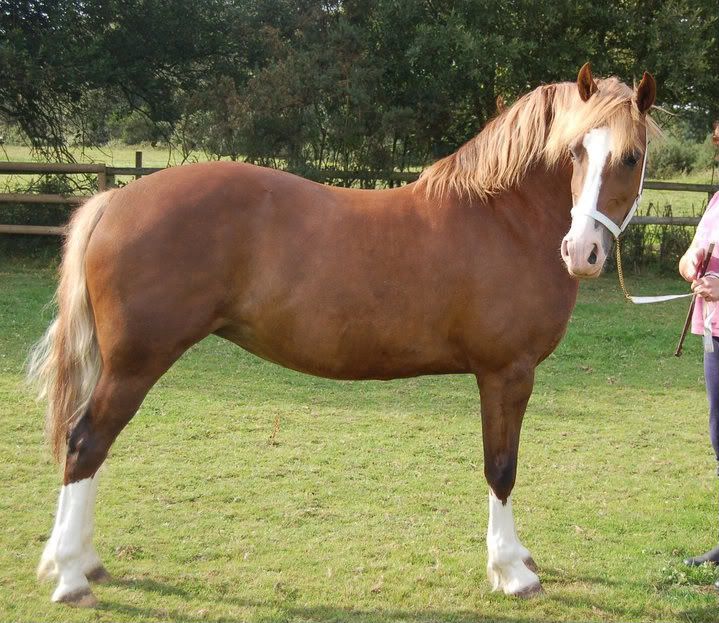 Epona's Breed Theorizing Zelda Universe Forums