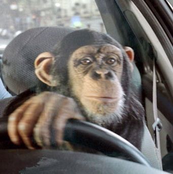 funny-monkey-is-driving-the-car-Copy.jpg