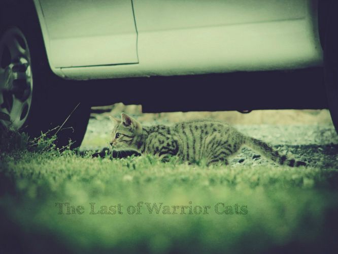 Last of Warrior Cats