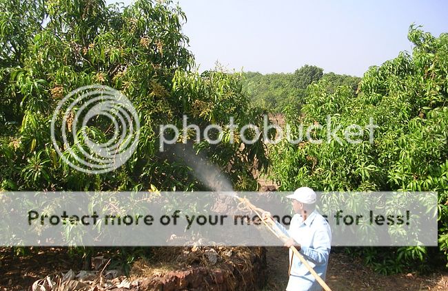 Watering Mango Tree